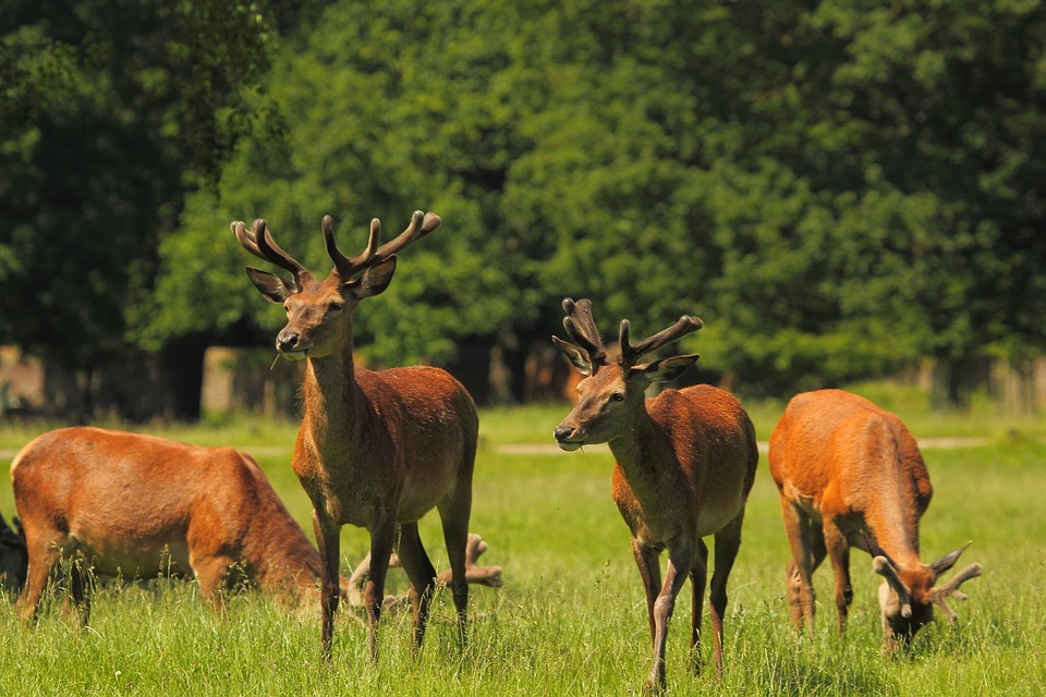 deer 820732 960 720 - Fulkers Appointed to The Royal Parks' Framework