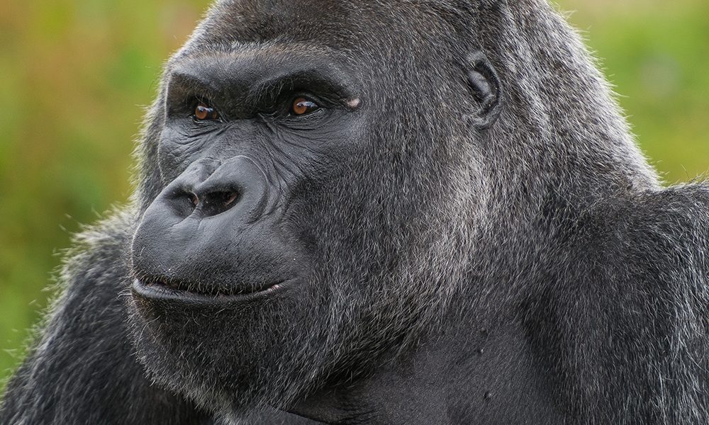 gorilla 1000x600 - Fulkers appointed to help relocate Bristol Zoo